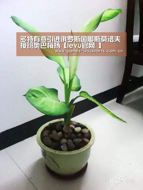 多特有意引进俄罗斯国脚斯莫洛夫接班奥巴梅扬【leyu官网 】(图1) 登录入口